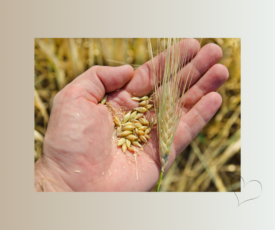 Eine Hand hält Getreidekörner vor einem Weizenfeld