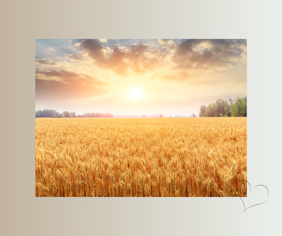 Weizenfeld im goldenen Licht der Morgensonne